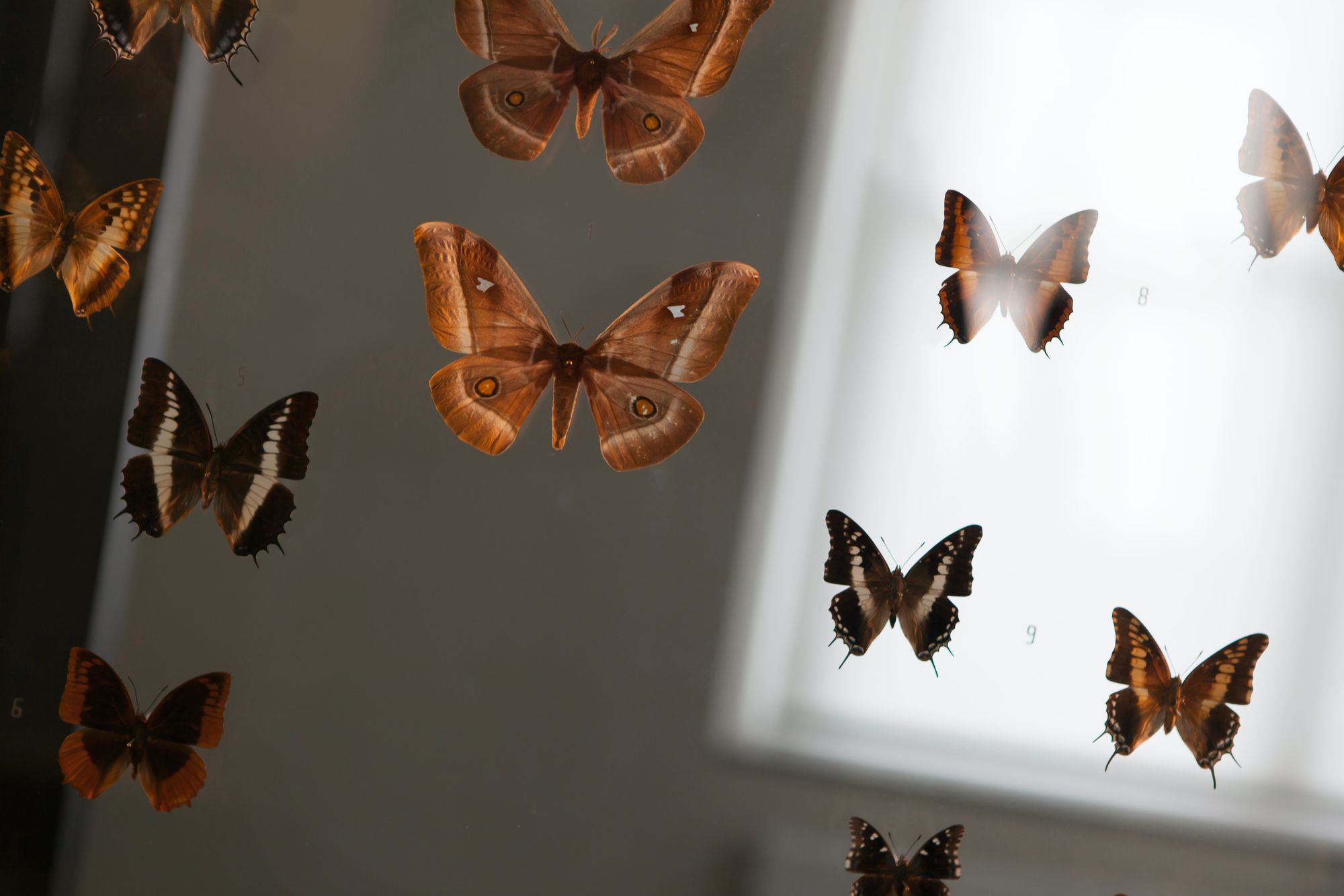 Schmetterlinge in einem Technologieunternehmen
